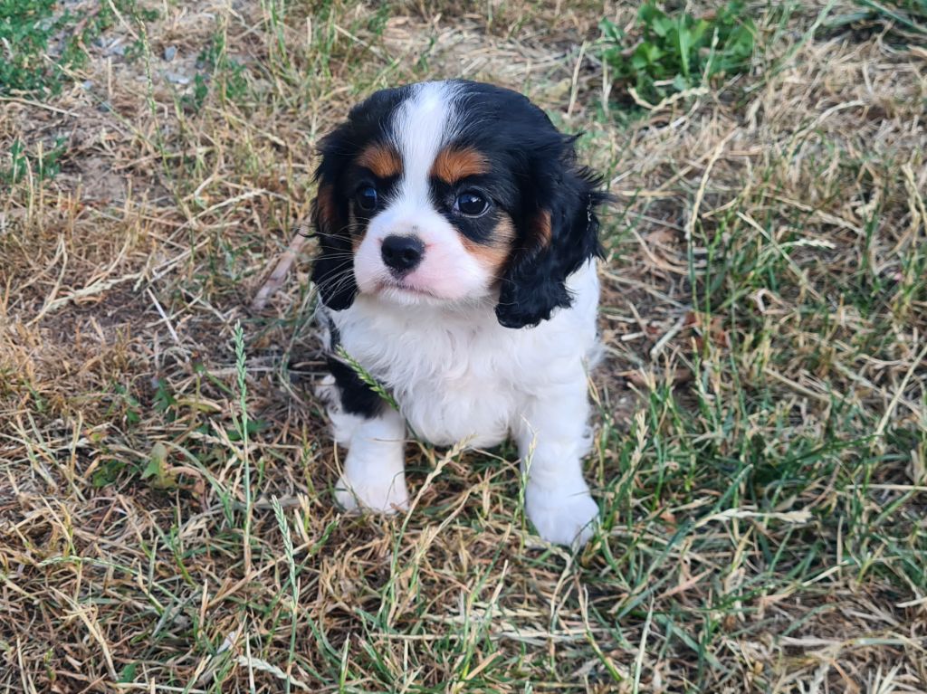 de Paline - Chiots disponibles - Cavalier King Charles Spaniel