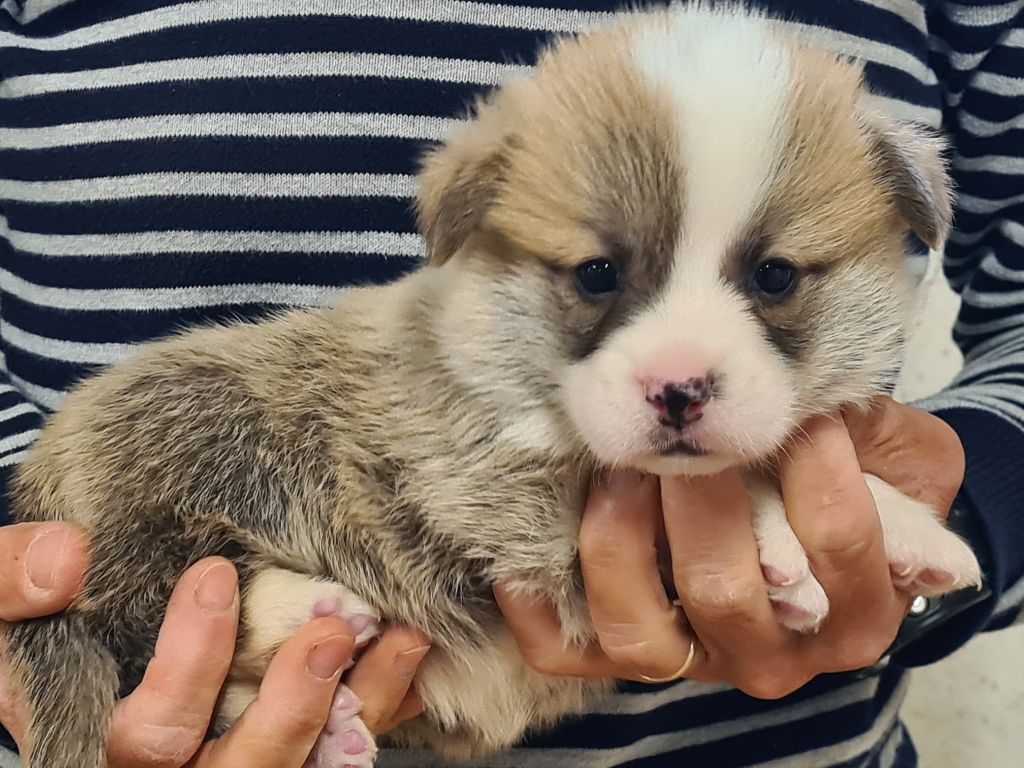 de Paline - Chiots disponibles - Welsh Corgi Pembroke