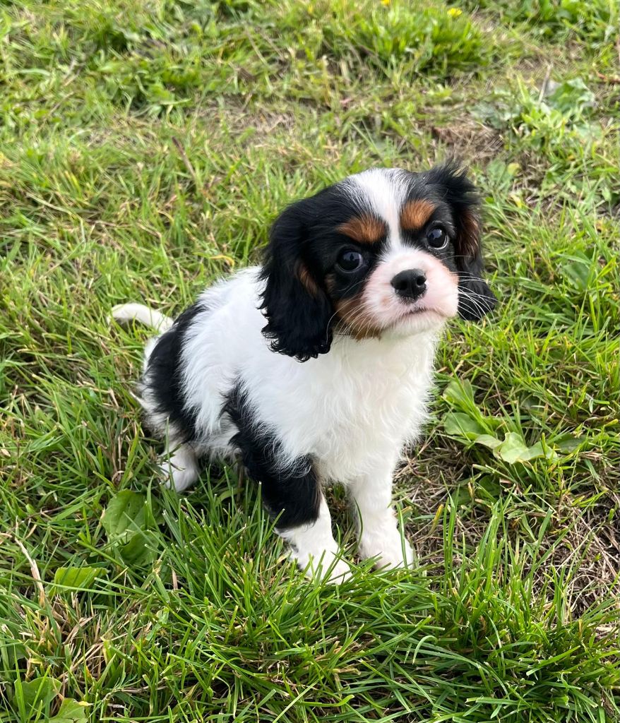 de Paline - Chiots disponibles - Cavalier King Charles Spaniel