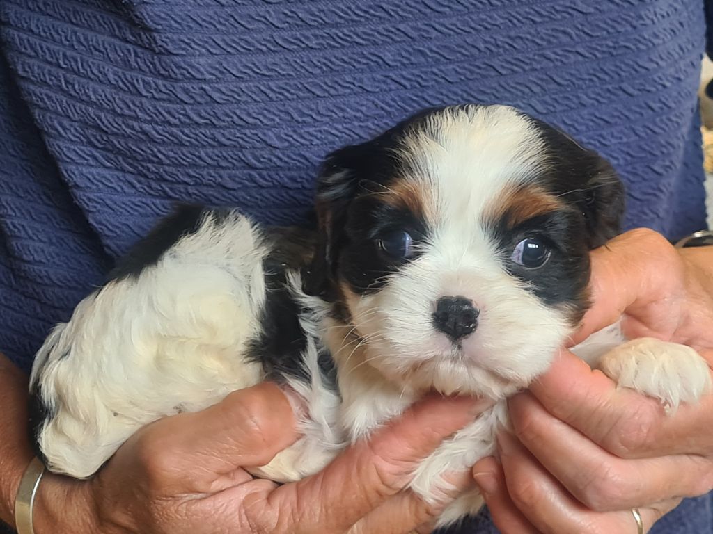 de Paline - Chiots disponibles - Cavalier King Charles Spaniel