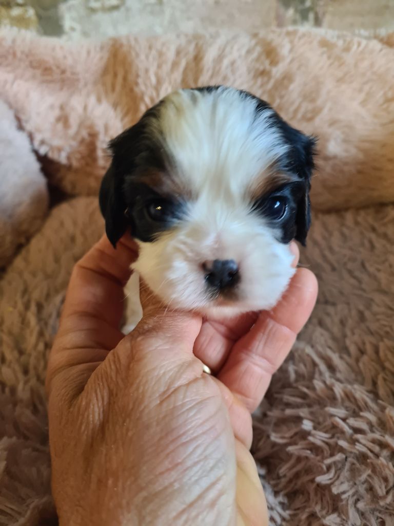 de Paline - Chiots disponibles - Cavalier King Charles Spaniel