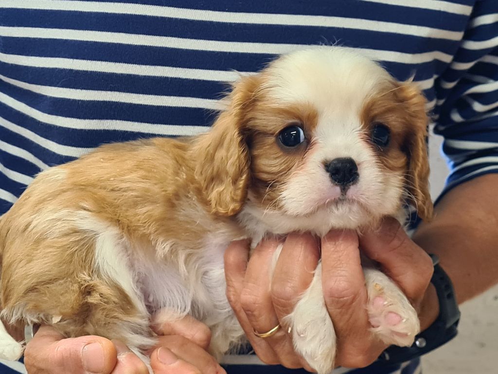 de Paline - Chiots disponibles - Cavalier King Charles Spaniel