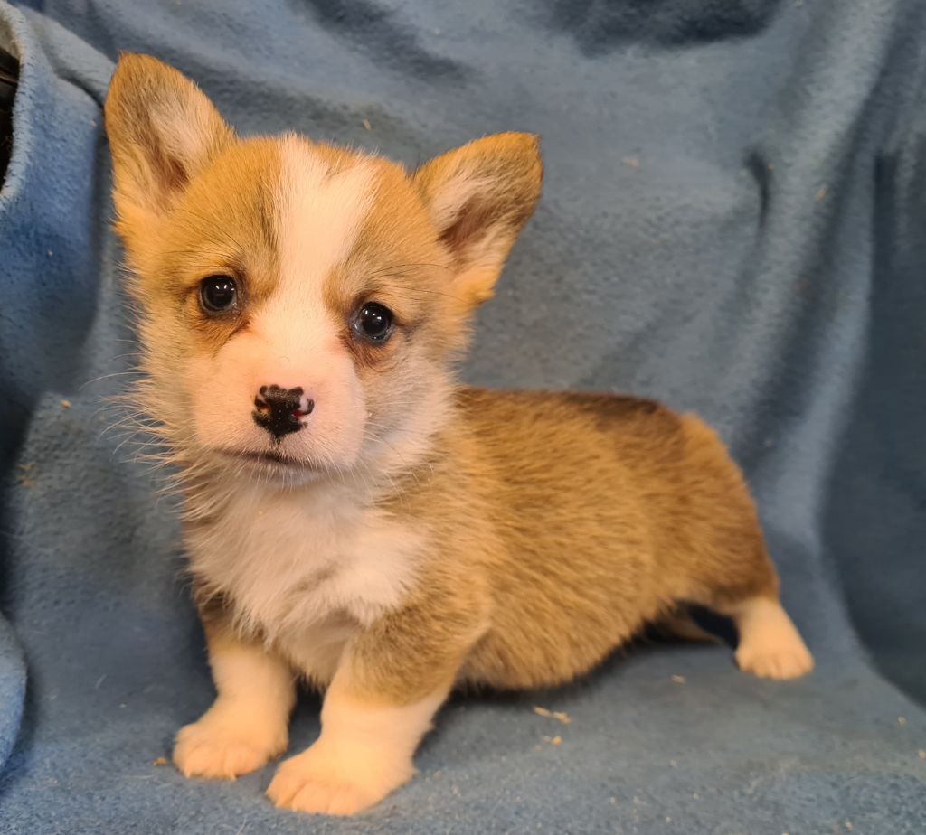 de Paline - Chiots disponibles - Welsh Corgi Pembroke