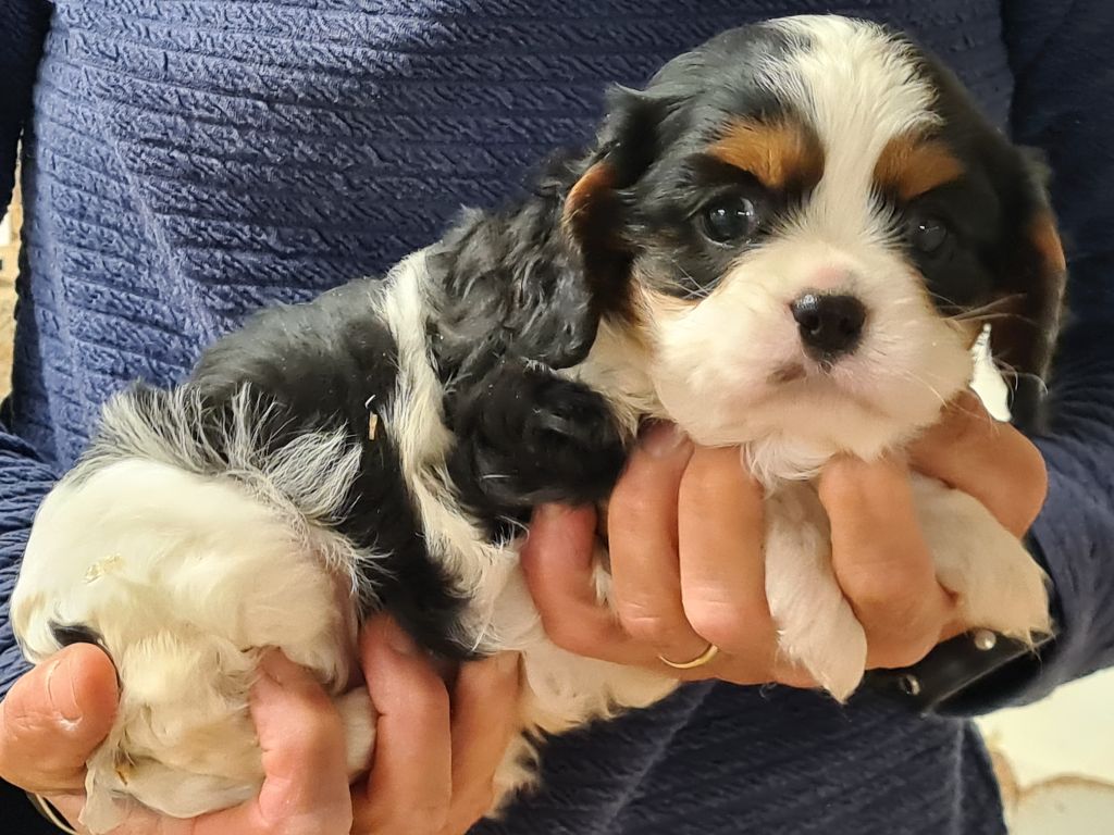 de Paline - Chiots disponibles - Cavalier King Charles Spaniel