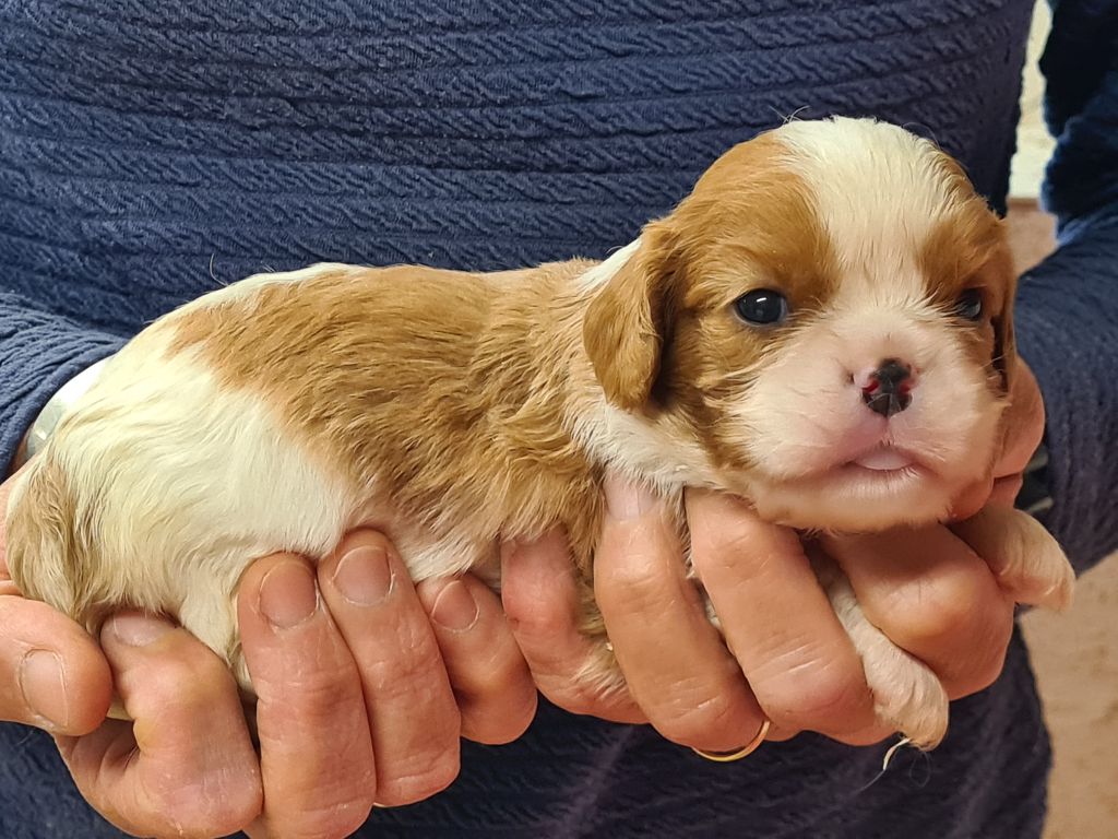 de Paline - Chiots disponibles - Cavalier King Charles Spaniel