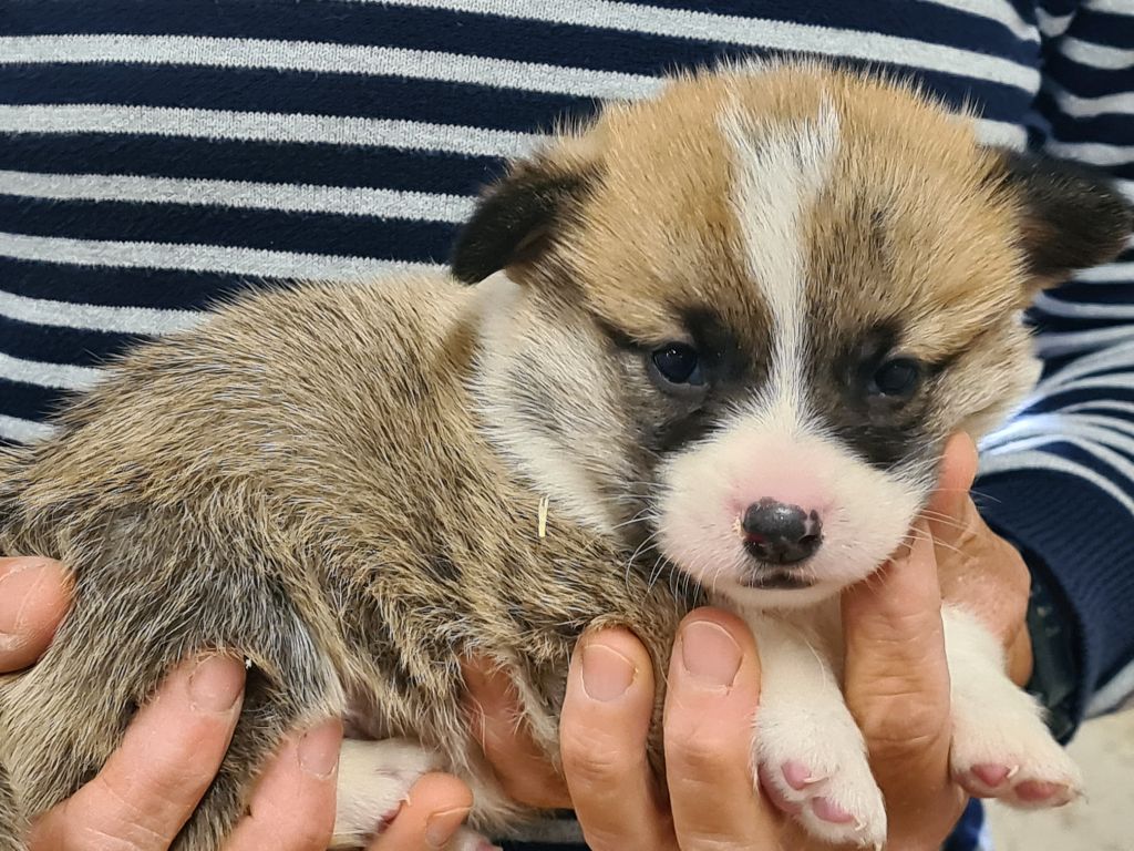 de Paline - Chiots disponibles - Welsh Corgi Pembroke