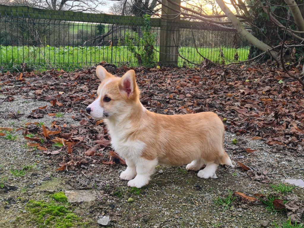 Chiot Welsh Corgi Pembroke de Paline