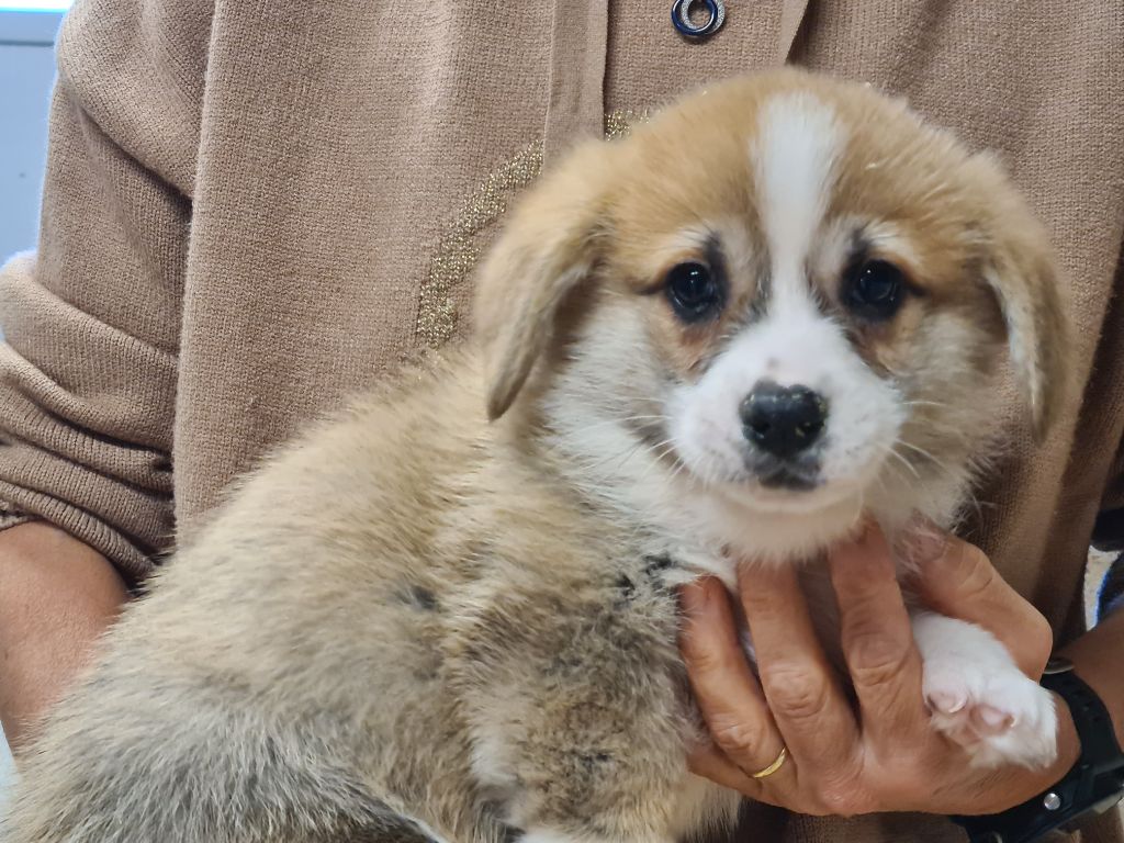 de Paline - Chiots disponibles - Welsh Corgi Pembroke