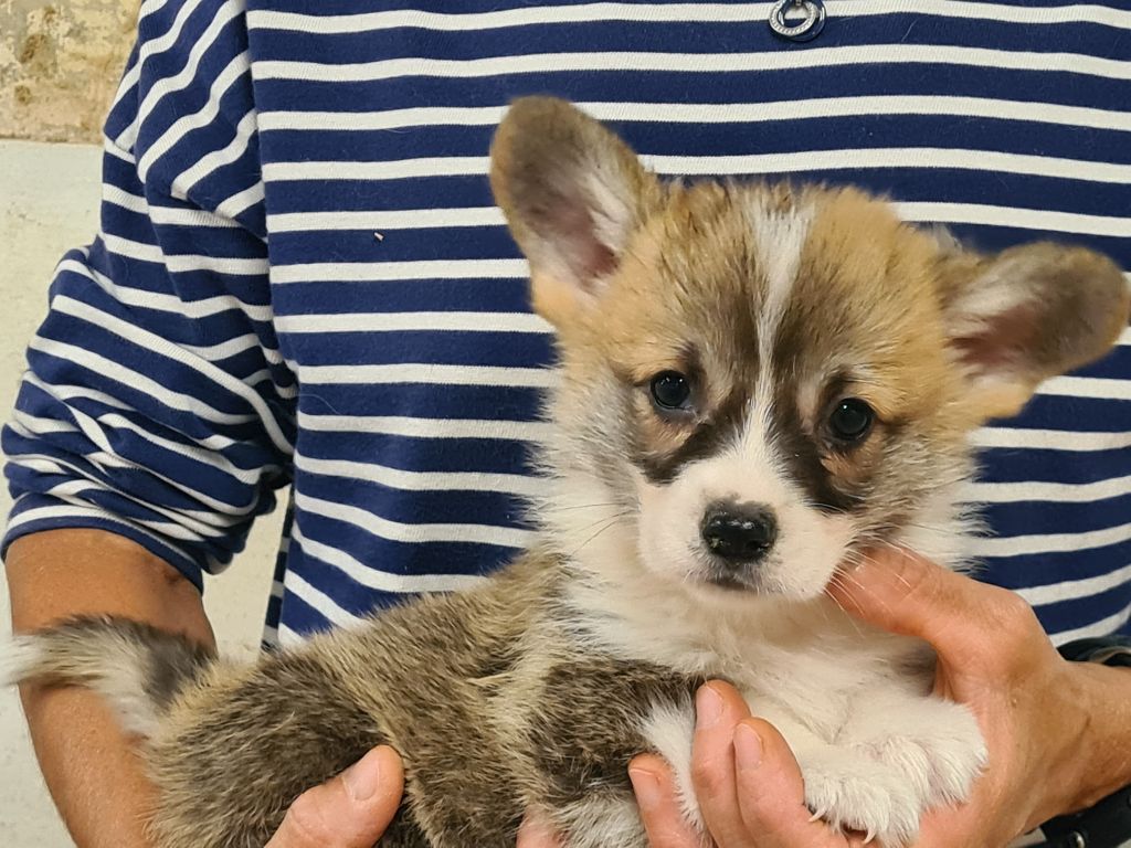 de Paline - Chiots disponibles - Welsh Corgi Pembroke