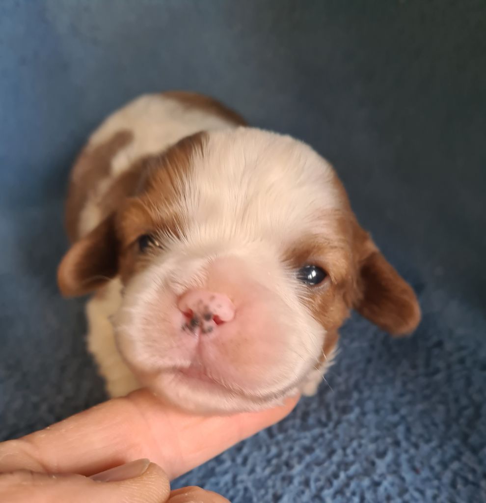 de Paline - Chiots disponibles - Cavalier King Charles Spaniel
