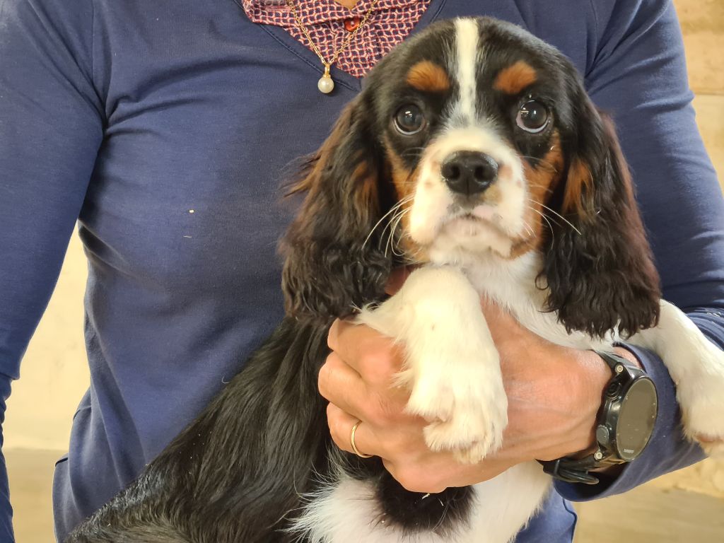 Chiot Cavalier King Charles Spaniel de Paline