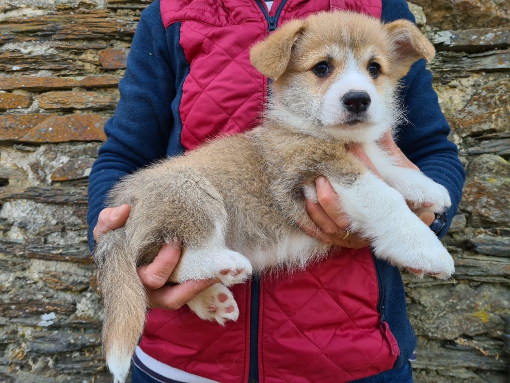 Chiot Welsh Corgi Pembroke de Paline