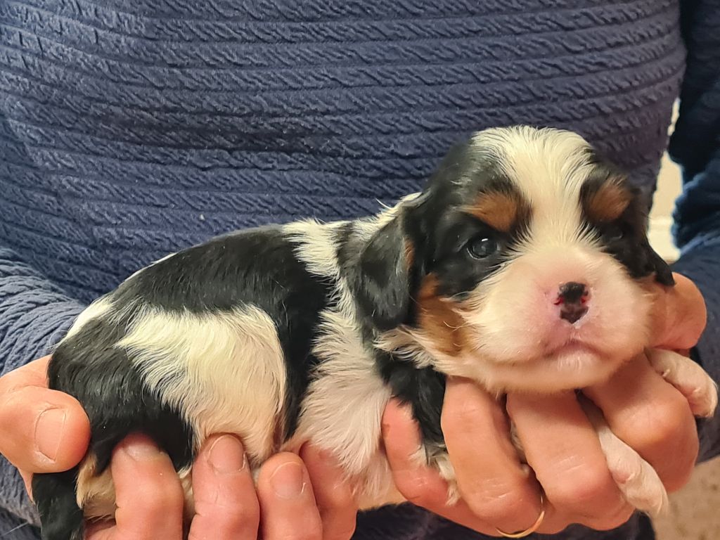 de Paline - Chiots disponibles - Cavalier King Charles Spaniel